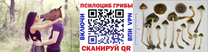 Псилоцибиновые грибы MAGIC MUSHROOMS Власиха